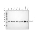 Anti-Histone H3 (mono methyl K18) HIST1H3A Rabbit Monoclonal Antibody