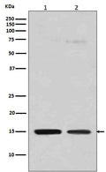 Western blot analysis of Histone H3 (mono methyl R128) expression in (1) HeLa cell lysate; (2) NIH/3T3 cell lysate.