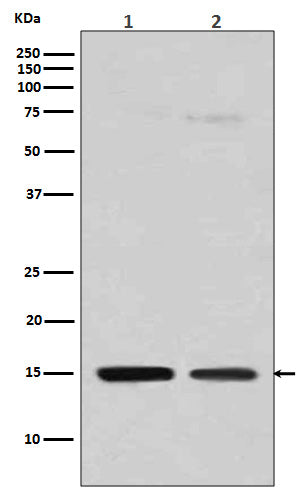 Western blot analysis of Histone H3 (mono methyl R128) expression in (1) HeLa cell lysate; (2) NIH/3T3 cell lysate.