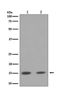 Western blot analysis of Histone H3 (mono+di+tri methyl K79) expression in (1) NIH/3T3 cell lysate; (2) A549 cell lysate.