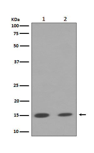 Western blot analysis of Histone H3 (mono+di+tri methyl K79) expression in (1) NIH/3T3 cell lysate; (2) A549 cell lysate.