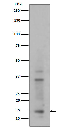 Western blot analysis of Histone H3 (mono+di+tri methyl K14) expression in HeLa cell lysate.