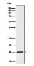 Western blot analysis of Phospho-Histone H3 (S10) expression in HeLa treated Colcemid cell lysate.