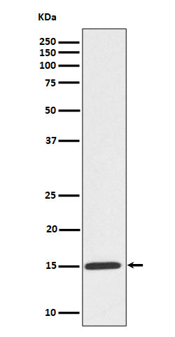 Western blot analysis of Phospho-Histone H3 (S10) expression in HeLa treated Colcemid cell lysate.