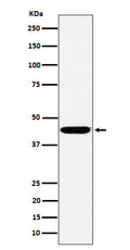 Western blot analysis of KCTD9 expression in HepG2 cell lysate.