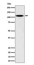 Western blot analysis of N4BP1 expression in PC12 cell lysate.