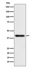 Western blot analysis of TMOD2 expression in SH-SY5Y cell lysate.
