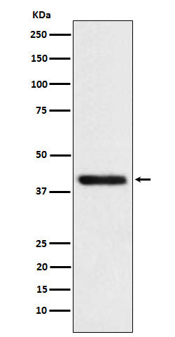 Western blot analysis of TMOD2 expression in SH-SY5Y cell lysate.