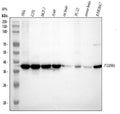 Anti-FAM50A Rabbit Monoclonal Antibody