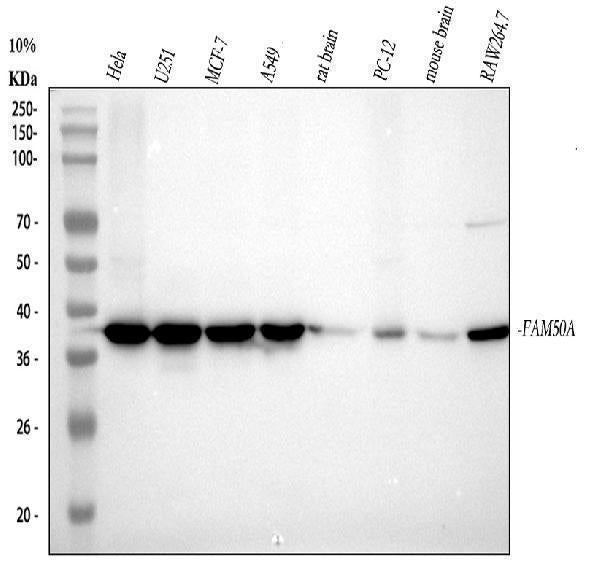 Anti-FAM50A Rabbit Monoclonal Antibody