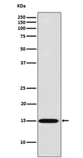 Western blot analysis of Galectin 7 expression in HACAT cell lysate.