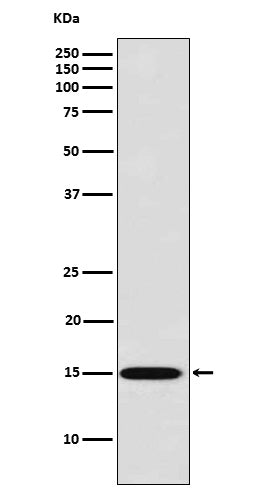 Western blot analysis of Galectin 7 expression in HACAT cell lysate.
