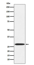 Western blot analysis of MRPL28expression in 293 cell lysate.