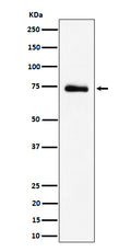 Western blot analysis of RAVER2 expression in 293T cell lysate.