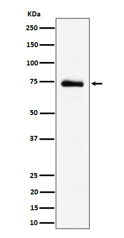Western blot analysis of RAVER2 expression in 293T cell lysate.