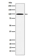 Western blot analysis of AP1G1 expression in 293T cell lysate.