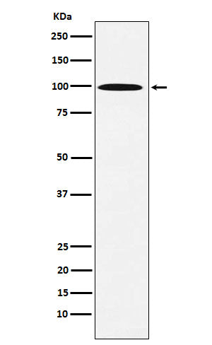 Western blot analysis of AP1G1 expression in 293T cell lysate.