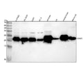 Anti-CEND1 Rabbit Monoclonal Antibody