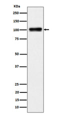Western blot analysis of Nesprin3 expression in 293 cell lysate.