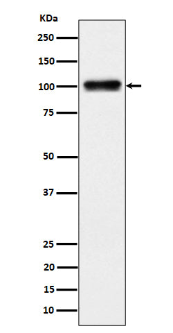 Western blot analysis of Nesprin3 expression in 293 cell lysate.