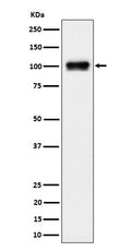 Western blot analysis of Nesprin3 expression in 293 cell lysate.