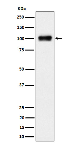 Western blot analysis of Nesprin3 expression in 293 cell lysate.