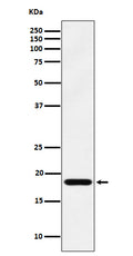Western blot analysis of EMC4 expression in 293 cell lysate.