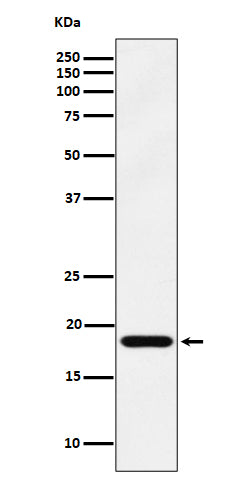 Western blot analysis of EMC4 expression in 293 cell lysate.