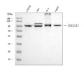 Anti-Golgin 97/GOLGA1 Antibody Picoband® (monoclonal, 8E4H1)