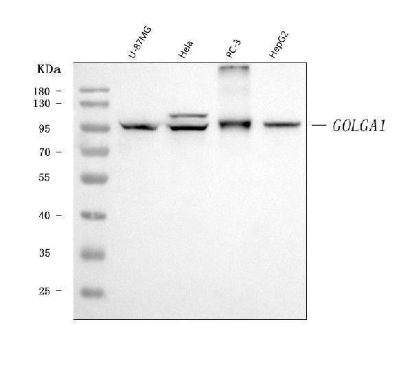 Anti-Golgin 97/GOLGA1 Antibody Picoband® (monoclonal, 8E4H1)