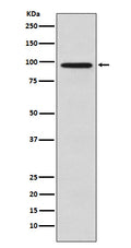Western blot analysis of Golgin 97 expression in HeLa cell lysate.