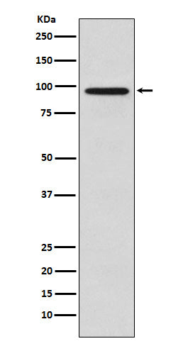 Western blot analysis of Golgin 97 expression in HeLa cell lysate.