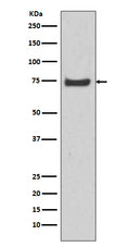 Western blot analysis of HSPA12A expression in U-87 MG cell lysate.