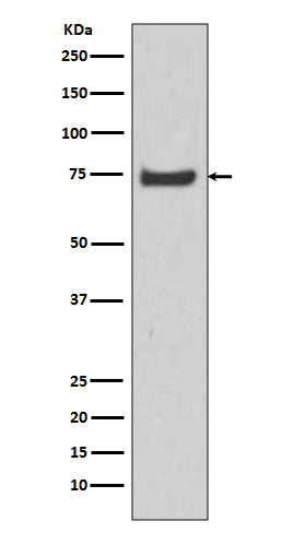Western blot analysis of HSPA12A expression in U-87 MG cell lysate.