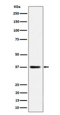 Western blot analysis of MRPS31 expression in HepG2 cell lysate.