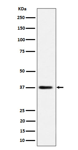 Western blot analysis of MRPS31 expression in HepG2 cell lysate.