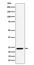 Western blot analysis of DNAJC12 expression in A549 cell lysate.