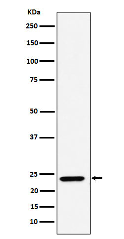 Western blot analysis of DNAJC12 expression in A549 cell lysate.