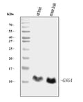 Anti-GNG4 Antibody Picoband® (monoclonal, 7B6)