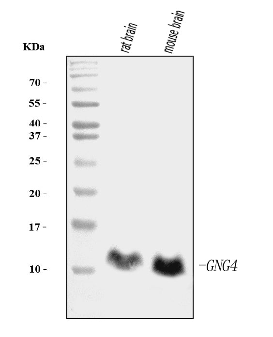 Anti-GNG4 Antibody Picoband® (monoclonal, 7B6)
