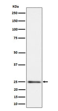 Western blot analysis of MRPS15 expression in HeLa cell lysate.