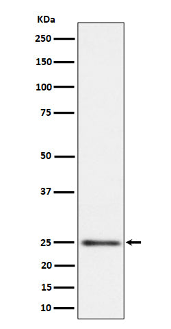Western blot analysis of MRPS15 expression in HeLa cell lysate.
