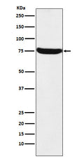 Western blot analysis of HTF9C expression in A431 cell lysate.