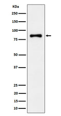 Western blot analysis of ALDH16A1 expression in Jurkat cell lysate.