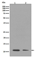 Western blot analysis of Histone H4 (mono methyl K16) expression in (1) NIH/3T3 cell lysate; (2) A549 cell lysate.