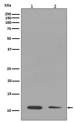 Western blot analysis of Histone H4 (mono methyl K16) expression in (1) NIH/3T3 cell lysate; (2) A549 cell lysate.