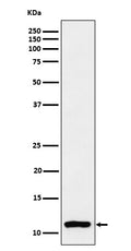 Western blot analysis of Histone H4 (mono methyl K20) expression in Hela cell lysate.