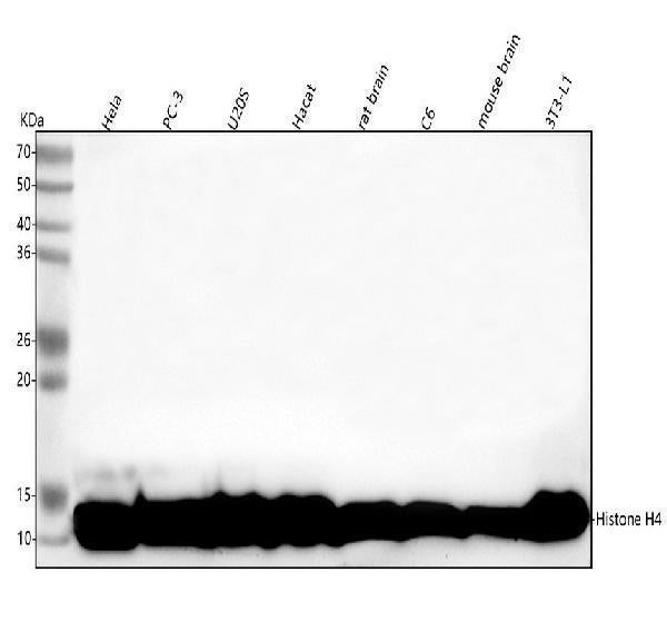 Anti-Histone H4 HIST1H4A Rabbit Monoclonal Antibody