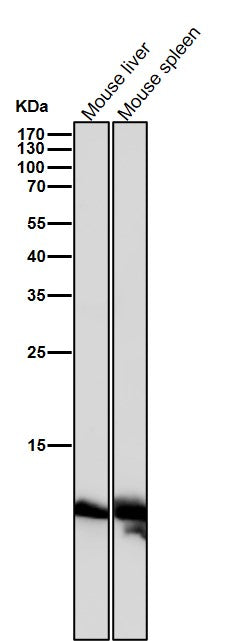 All lanes use the Antibody at 1:1K dilution for 1 hour at room temperature.
