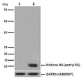 Western blot analysis of Histone H4 (acetyl K5) expression in (1) Untreated HeLa HeLa cell lysate; (2) TSA treated HeLa cell lysate.